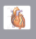 Xanadu - Heart Health Article